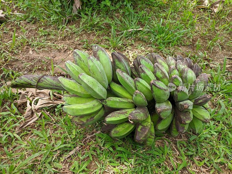 婆罗洲热带自然中的克波克香蕉(Musa acuminata × balbisiana)